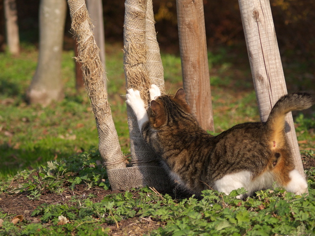 猫　爪とぎ