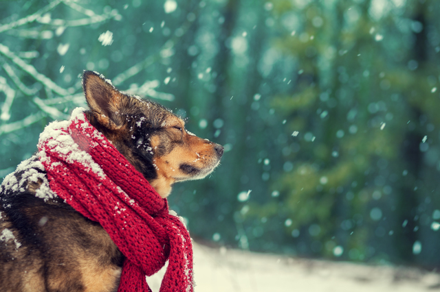 犬　風邪