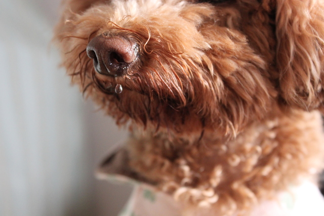 犬　風邪