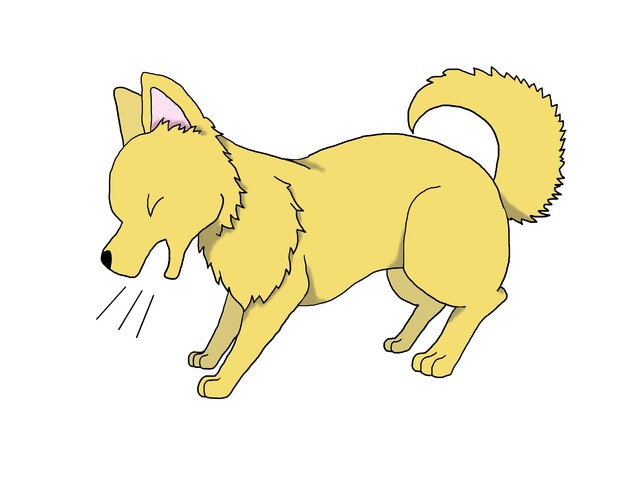 犬　風邪