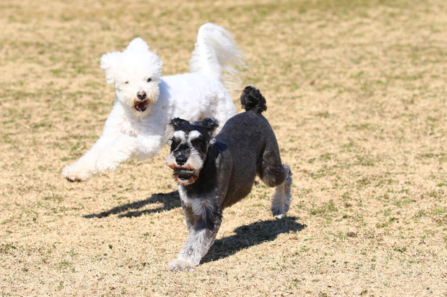 犬　ジョギング