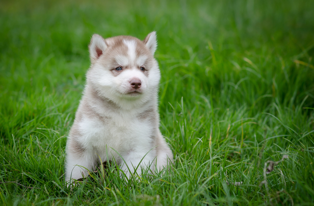 pixta_bark1