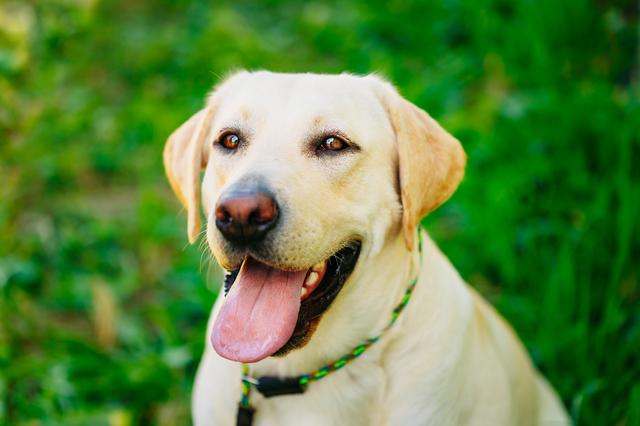 犬　発情　飼い主