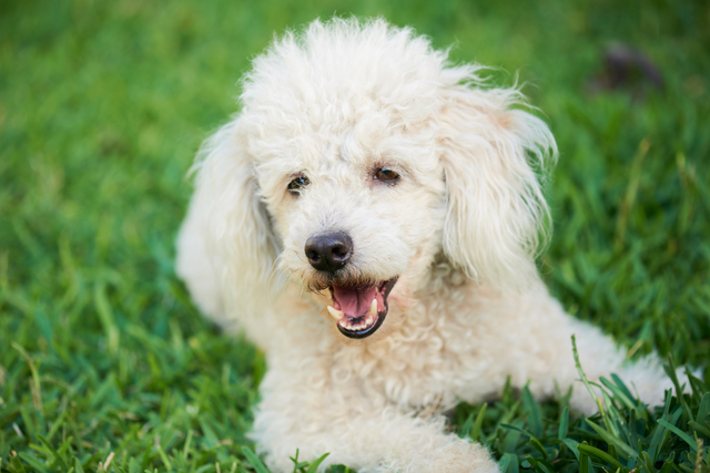 高齢　犬　散歩