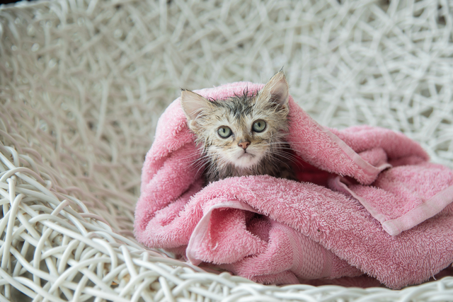 soggy kitten after a bath