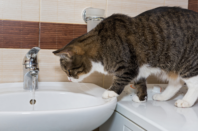 Grey cat and water