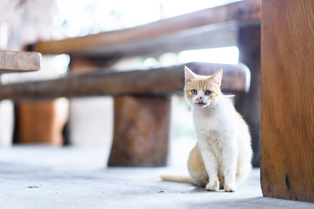 猫の目　悪い