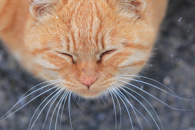 猫の目　
