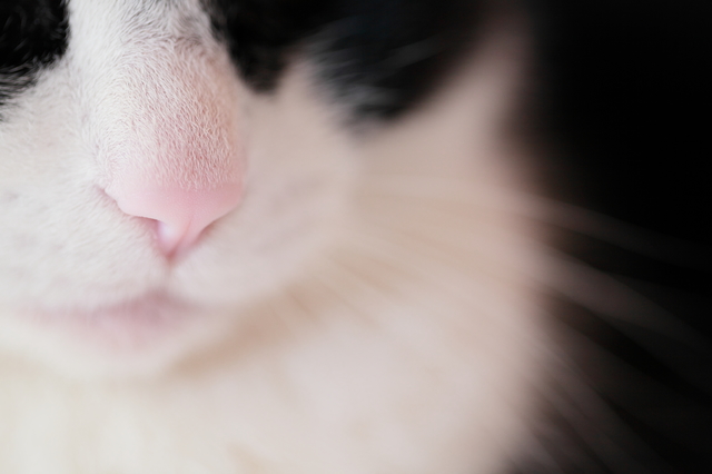 猫の鼻　濡れ具合