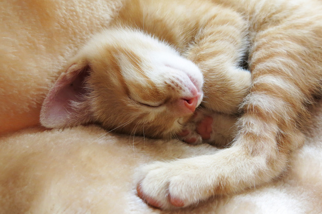 猫　梅雨　眠い