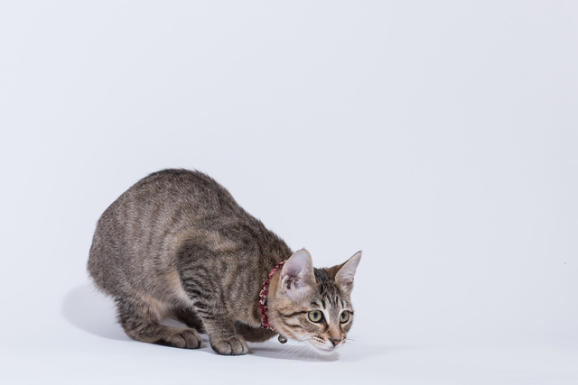 猫の鼻　濡れ具合
