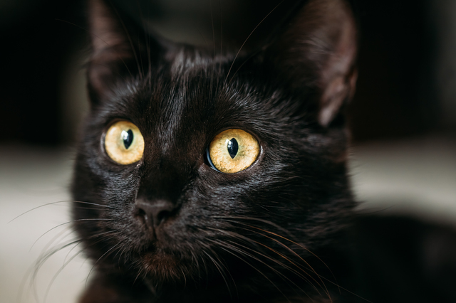 Close Up Portrait Peaceful Black Female Kitten Cat