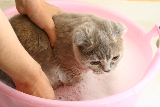 wash cat