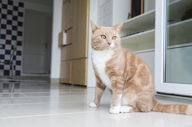 Ginger Cat relaxing at home