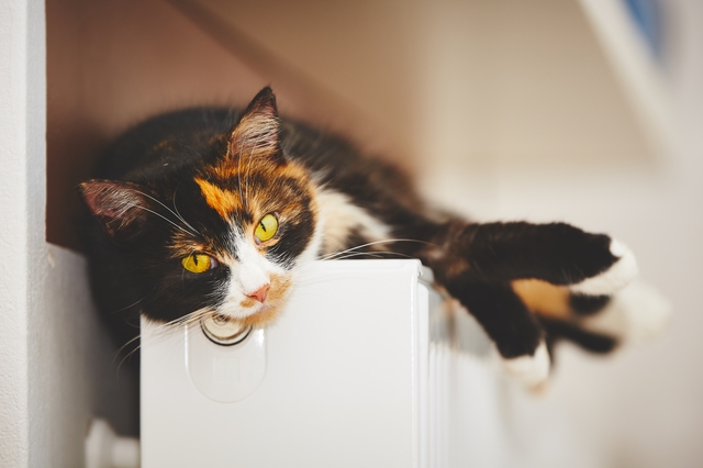 Cat on the radiator