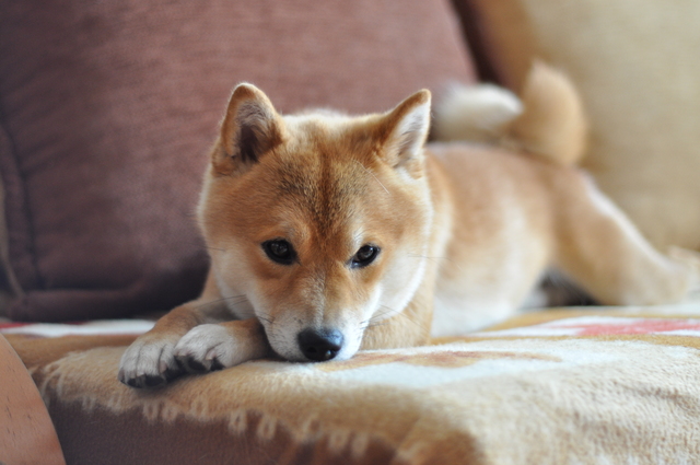 Shiba inu Dog on couch