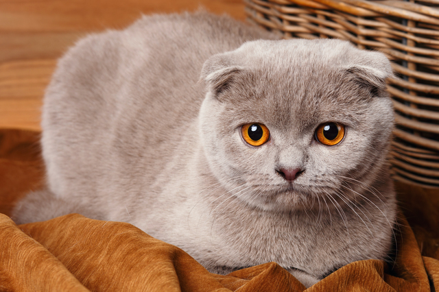犬　猫　アイコンタクト　意味