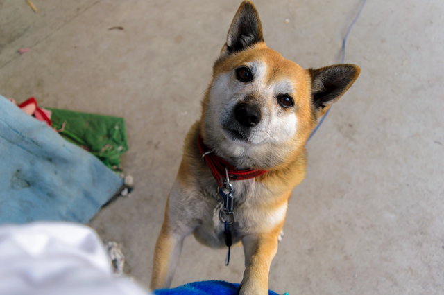 犬　目　うったえかける