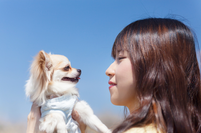 犬　目　見つめ合う