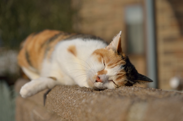 猫　病気　原因