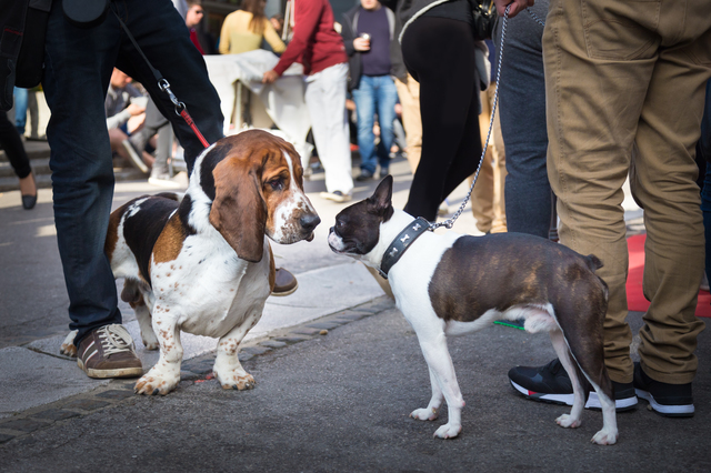 Two dogs greeting each other by sniffing.