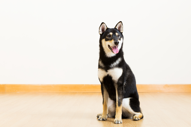 Shiba in black