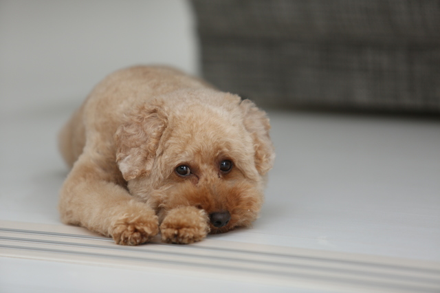 高齢犬