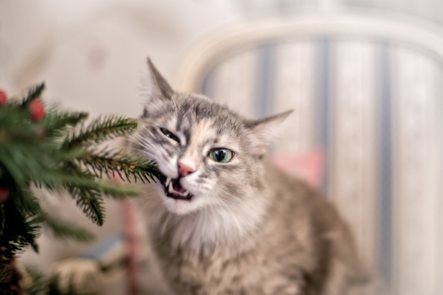 猫　口内炎　口臭