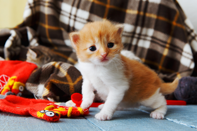 Red orange newborn kitten in a plaid blanket