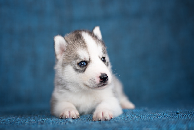 A beautiful Husky puppy with pretty blue eyes
