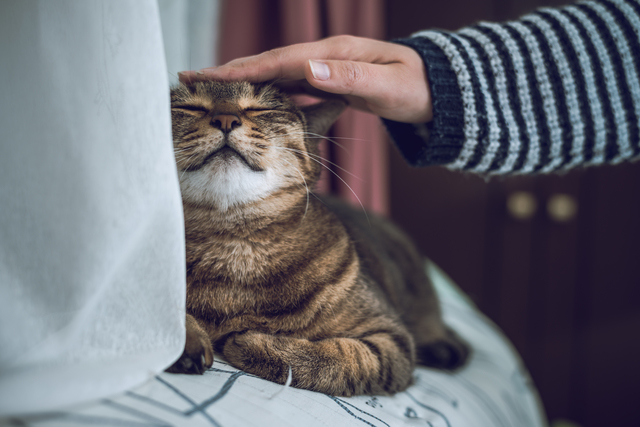 web 動物病院　PET'S ALL RIGHT