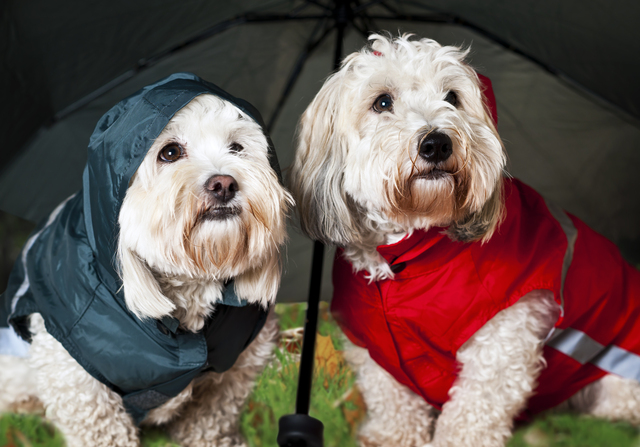 梅雨　犬　散歩