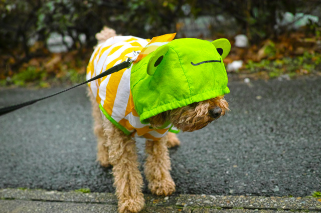 犬　雨　散歩