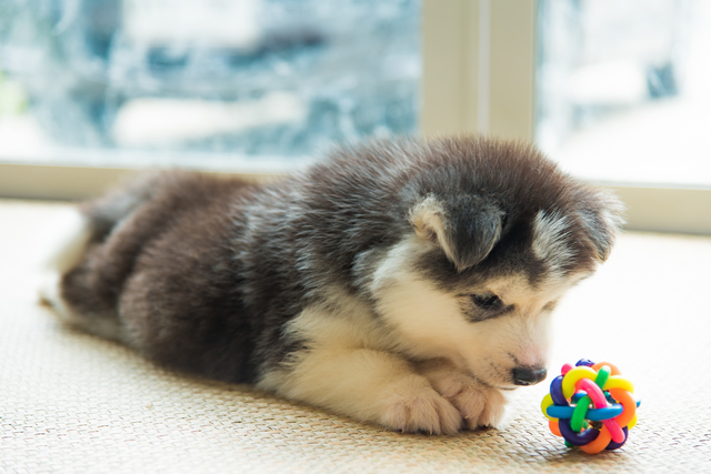 犬　おもちゃ　ランキング