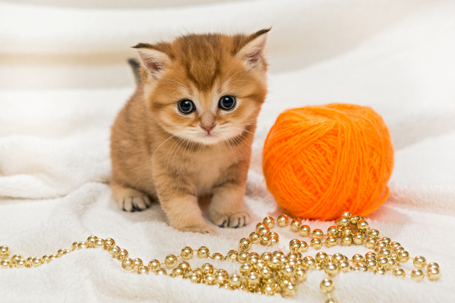 Little kitty and a skein of wool