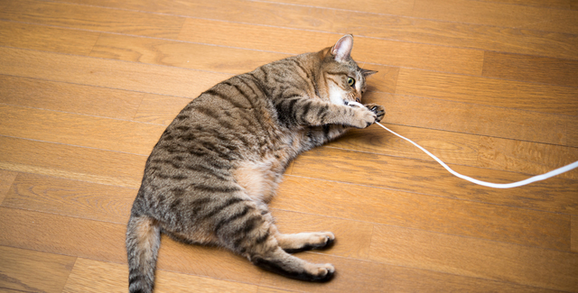 猫