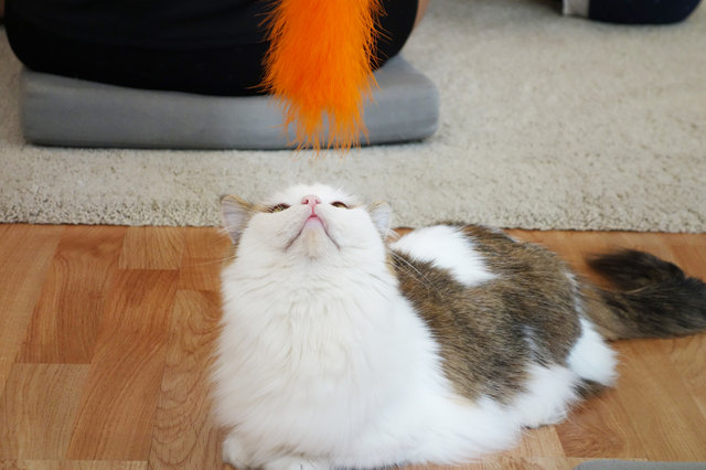 Cat Playing