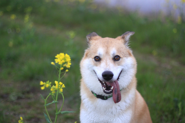 犬　おしっこ　トレーニング