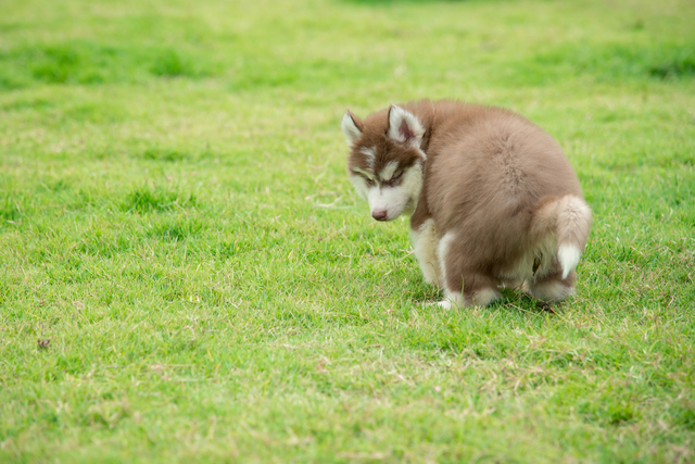 犬　呼吸　変