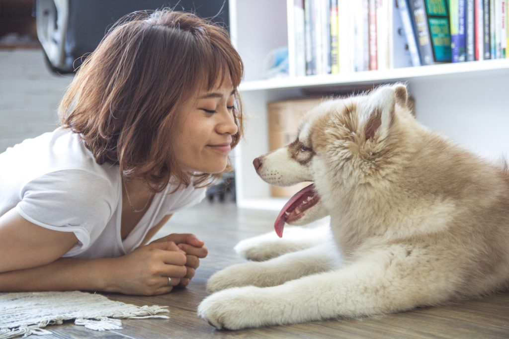 犬　トイレ　トレーニング