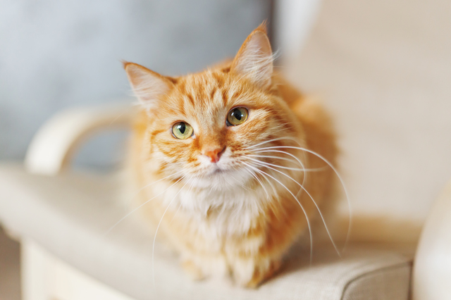 犬　猫　フード　しつけ