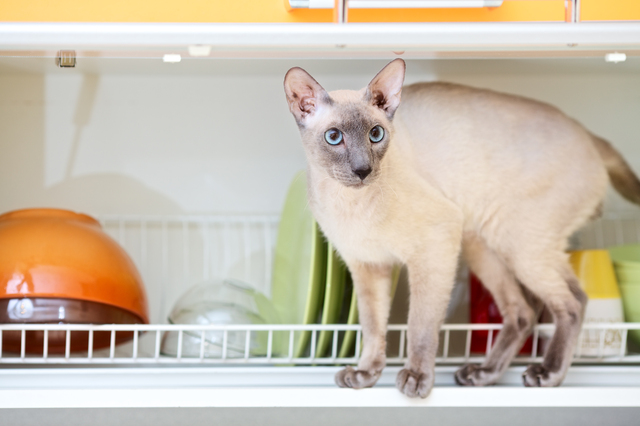猫　高いところ好き