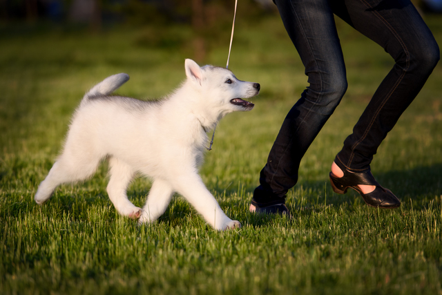 One Little cute puppy of Siberian husky