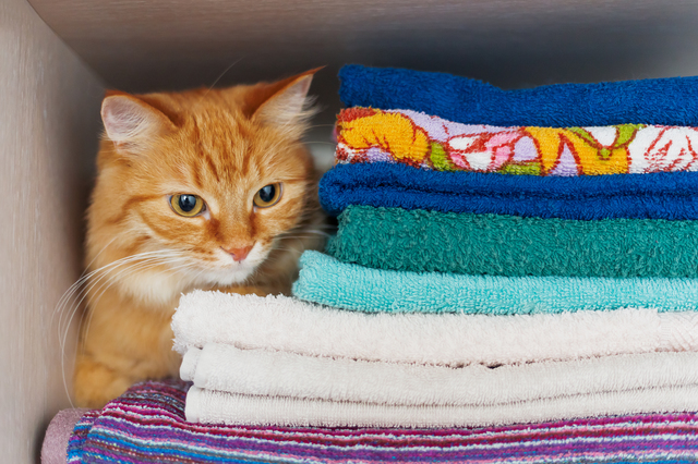 Cute ginger cat hides in a pile of towels. Fluffy pet with wary