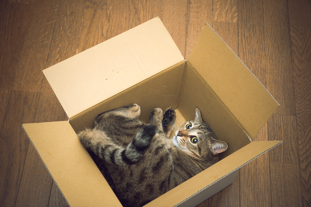 ねこ