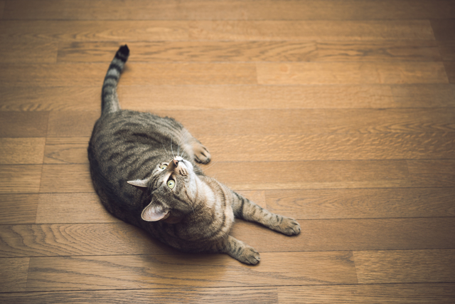 猫