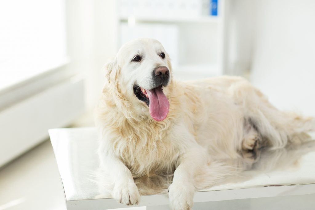 犬　自分　舐める