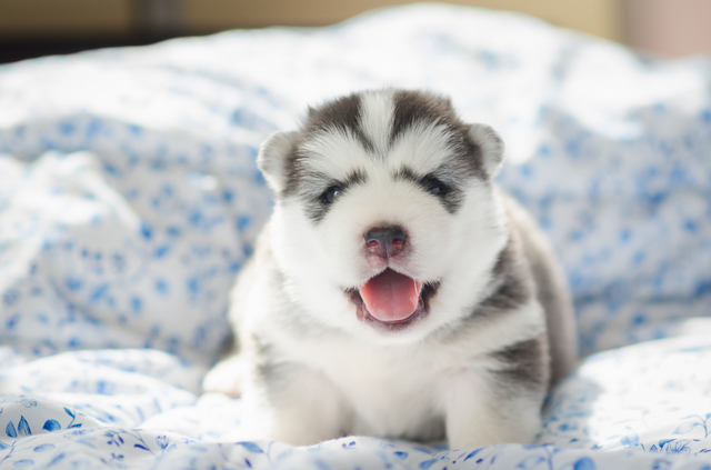 Cute siberian husky puppy sitting