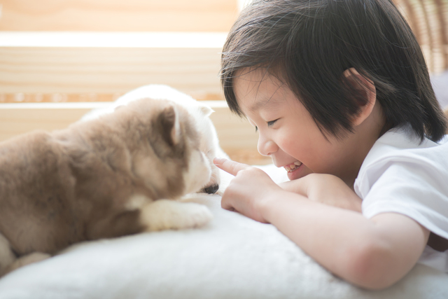 asian child playing with siberian husky puppy