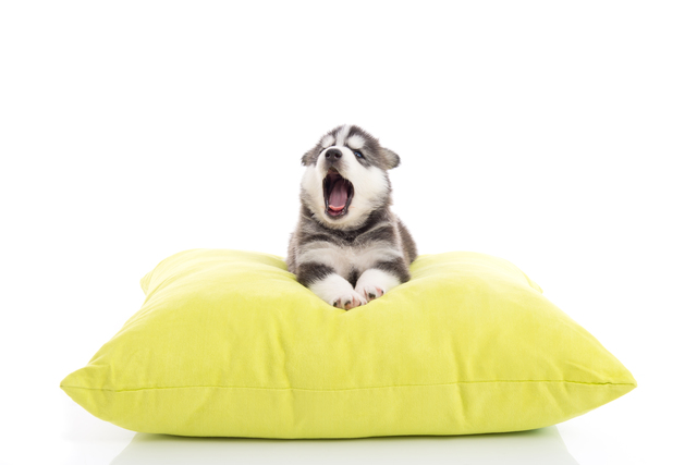 Cute siberian husky puppy yawning